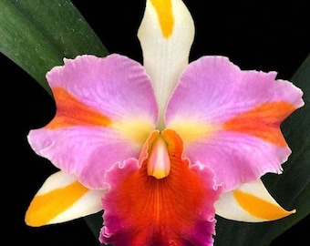 Rlc. Amazing Thailand ‘Rainbow’ Blooming Size (4.5" Pot)