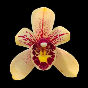 May include: A single orchid flower featuring pale yellow petals with vibrant magenta spots and streaks. The central labellum displays a deep maroon pattern surrounding a bright yellow throat and a small white column at the center.