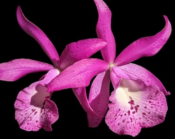 Multi-Growths Brassocatanthe Taiwan Mermaid (Brassanthe Maikai x Cattleya Thospol Spot) (2” pot)