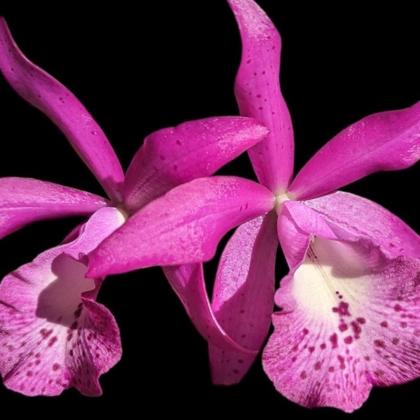 Multi-Growths Brassocatanthe Taiwan Mermaid (Brassanthe Maikai x Cattleya Thospol Spot) (2” pot)