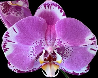 In Spike Phalaenopsis Large Dtps. OX King x Phal. Fuller’s Purple Queen XL Flowers (4.5" Pot)