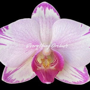 Phalaenopsis Fong Tien's Amapearl 'Cone Pearl CL913G'  (3" pot)