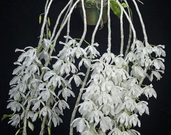 Fragrant - Dendrobium anosmum var. alba (BS, 4” pot)