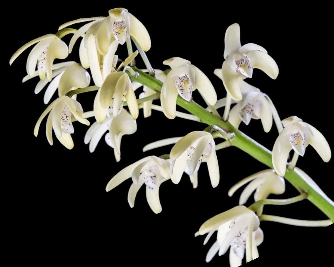 Dendrobium Speciosum V. Pendunculatum X Sib. 3.5 Pot Etsy