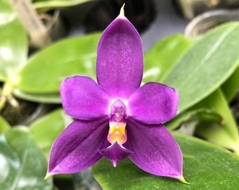 Fragrant - Phalaenopsis violacea Indigo x sib (3” Pot)