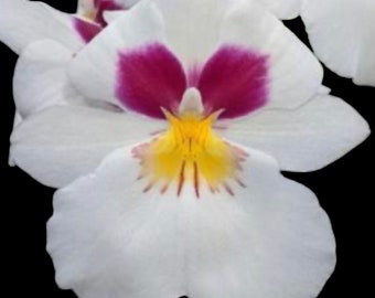 Miltoniopsis Herralexandre (3.5” Pot)