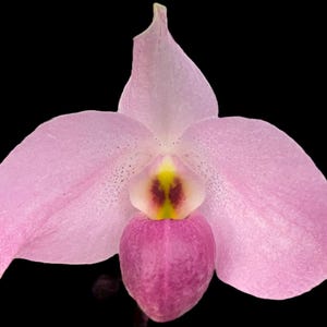 Paph. Ho Chi Minh (delenatii Dunkel x vietnamese) (2" pot)