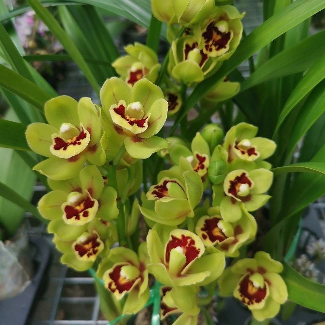 Cymbidium Eastern Promise, Orchids Wiki