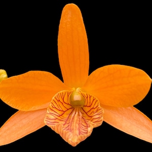 IN BUDS Dendrobium unicum '4588 × Den. Stardust 'Firebird' (2.5” pot)