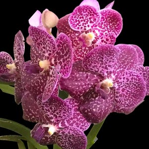 May include: A cluster of Vanda orchids featuring deep magenta and purple petals with a distinct white speckled pattern. Each flower has a central yellow column and is supported by green stems against a solid black background.