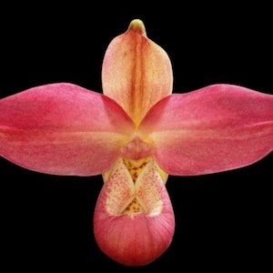 Phragmipedium Acker's Rose (Bright Spot 'Little frog Inferno' × kovachii 'Peruvian Cream’) (4" pot)