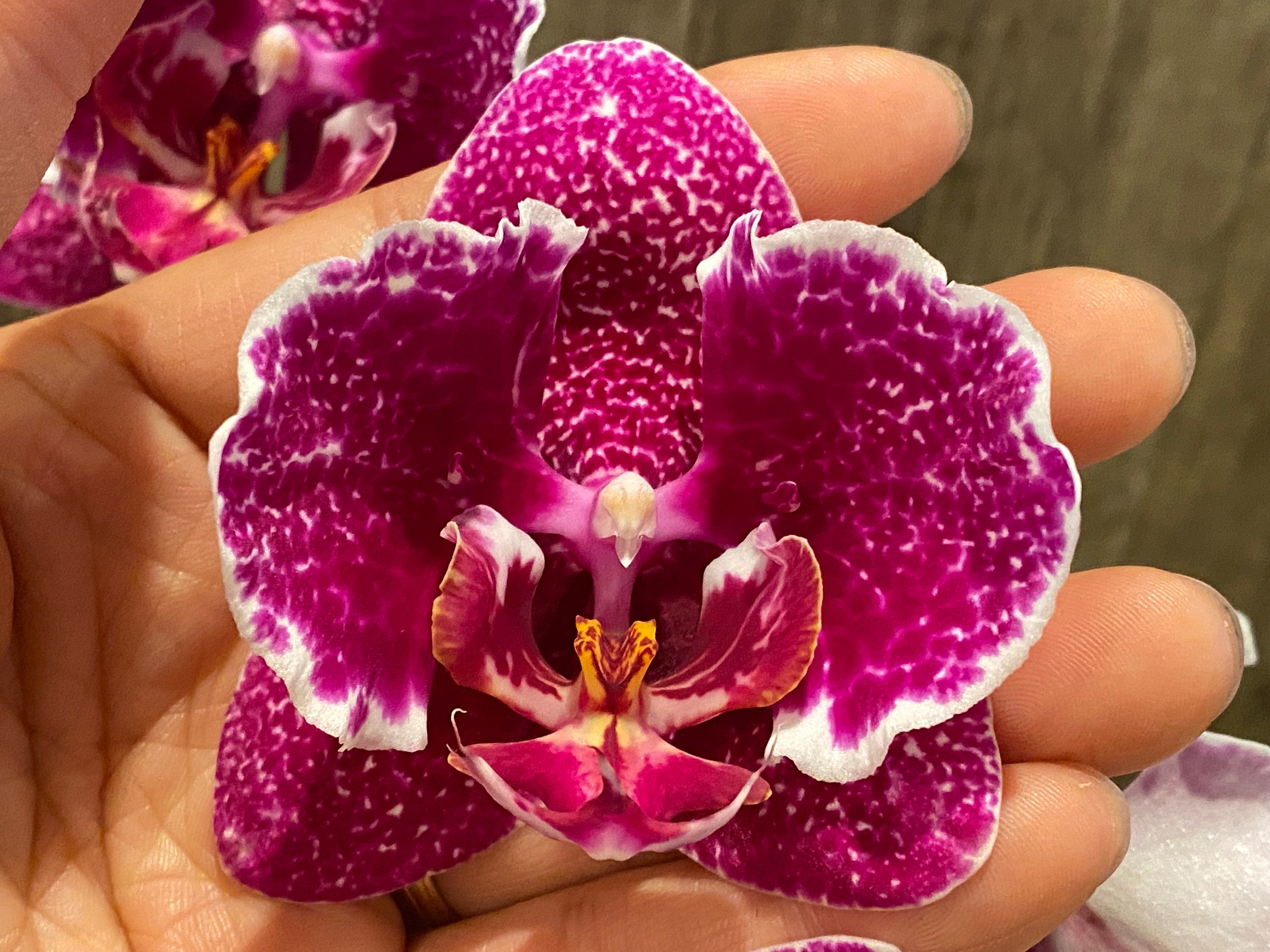 Multi Spikes Phalaenopsis OX Burgundy (4.5