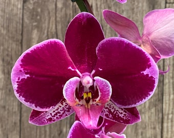 Huge 10 Spikes Phalaenopsis Large Novelty 3F tall after main spikes bended (5.5" Pot)