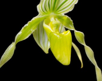 Paph. phillipinense album 'Green Candy'AM/AOS x self (3.5” pot)