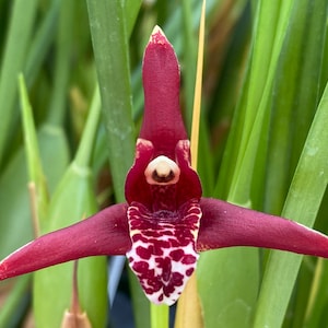 May include: A close-up of a red and white orchid flower with a long, pointed petal. The flower is surrounded by green foliage.