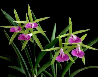 Bc. Gulfshore's Beauty 'Green Gem' (Bc. Carnival Kids) (B. nodosa x C. dormaniana)  (2.5” Pot)