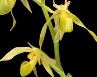 Paph. kolopakingii alba (kolopakingii f. katherinae 'Green Dragon' × Paph. kolopakingii f. katherinae ‘Irish Moss’) (Rare, 2.5” pot)