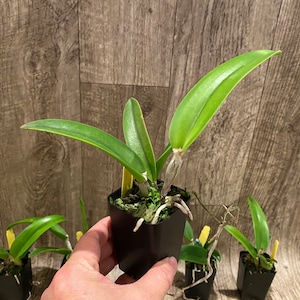 Cattleya maxima var semi alba x Bc Tetradip 'Junko Blooming Size 2 Pot image 9