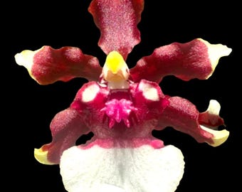 In Spikes - Fragrant Oncidium Heaven Scent ‘Redolence’ (3.5” Pot)