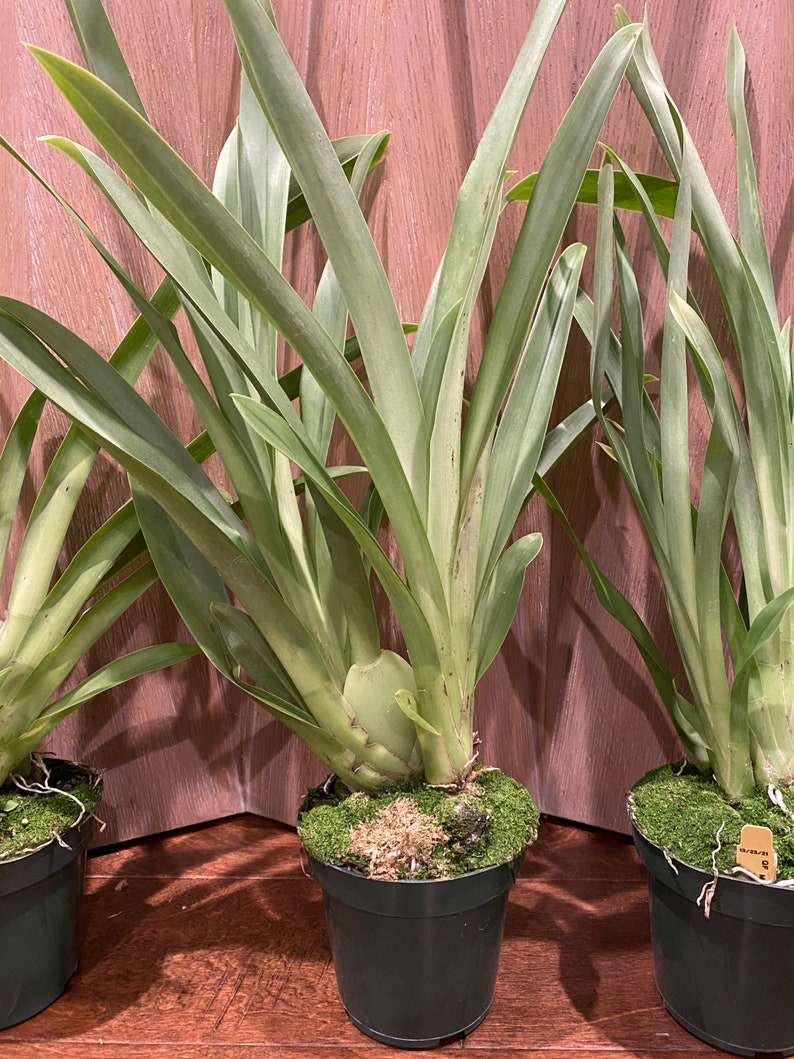 Miltoniopsis Maui Spring bright Eyes X Bertha Baker Etsy