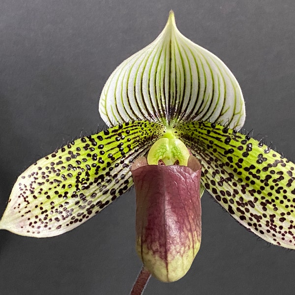 Paph. Mystically Contrasting 2 Growths (3.5" pot)