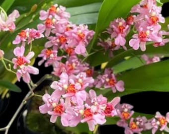 In Spikes - Fragrant Mini Oncidium Twinkle Pink Fantasy (2” Pot)