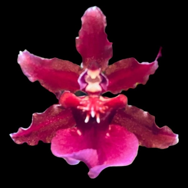 In Spike & Fragrant - Oncidium Sharry Baby ‘Red Fantasy’ (Healthy, 3.5” pot)