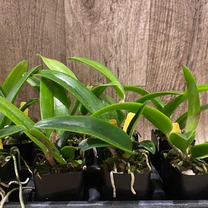 Cattleya maxima var semi alba x Bc Tetradip 'Junko Blooming Size 2 Pot image 7