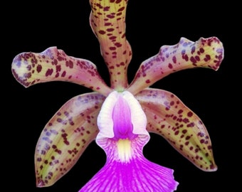 Cattleya Peckaviensis (schilleriana v. sanderiana x anclandiae) (3” basket)