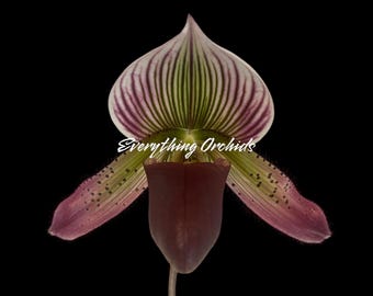 Paphiopedilum Calico Kitty x superbiens v. curtsii (3.5” pot)