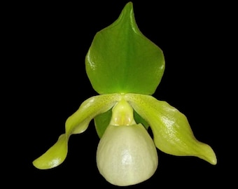 Double Plants Paph. Envy Green (malipoense × primulinum) (2” pot)