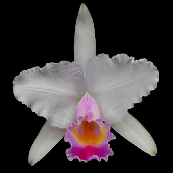 FRAGRANT- Cattleya quadricolor (chocoensis) x sib (5” Pot)