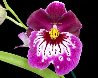 Miltoniopsis Hajime Ono ‘Standing Tall’ (4" pot)