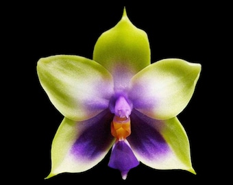 Fragrant - Phalaenopsis bellina var. coerulea x violacea var. indigo (3” pot)