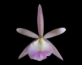 In Buds Brassavola nodosa x C. Summer Spot (2.5" pot)