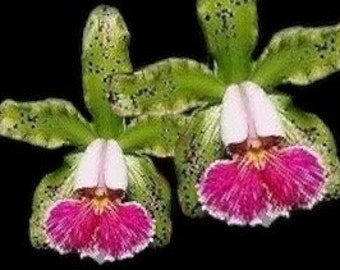 Fragrant Cattleya schilleriana v. semi-alba 'Queen Emeraldas' (3.5” Pot)