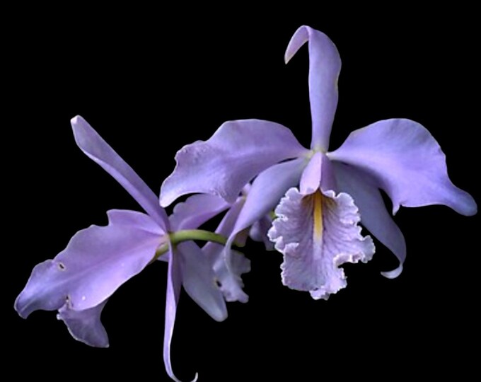 Fragrant Cattleya Maxima Var. Coerulea hector X angelohector sunburn