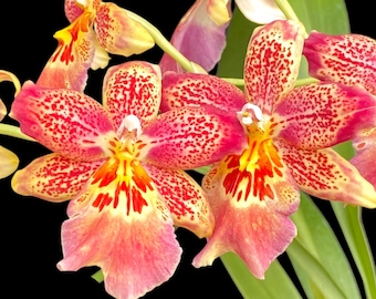 Oncidiopsis Celtic Sun x Burgundian 'Bizarro' (3.5" Pot)