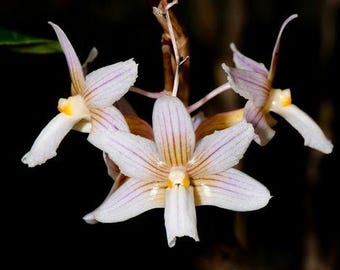 Dendrobium calcariferum (3” pot)