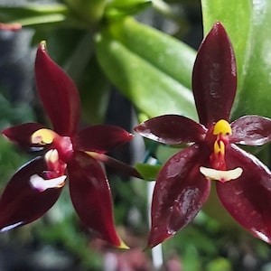 Phalaenopsis cornu-cervi var vini ‘Wan-Kou’ (3” Pot)