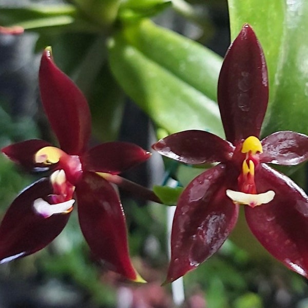 Phalaenopsis cornu-cervi var vini ‘Wan-Kou’ (3” Pot)