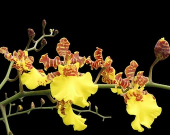 Oncidium Sweet Ears 'Big Shot' (3.5” Pot)