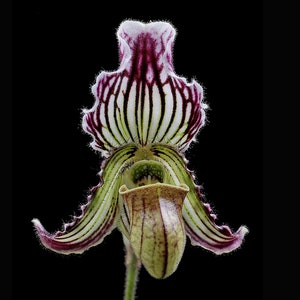 Paph. fairrieanum (2" pot)