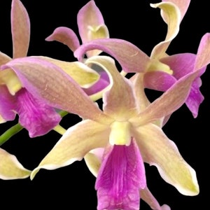 Dendrobium Dragon Fly 'Varigated' (2” pot)