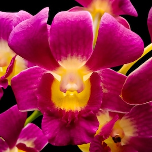 May include: A cluster of vibrant magenta orchids featuring prominent yellow centers. Each flower displays broad, rounded petals with a smooth texture, contrasting sharply against a solid black background to highlight the vivid color palette.