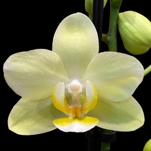 May include: Close-up of a pale yellow orchid flower with a yellow and white center and a black background. The flower has multiple petals and a few unopened buds. The flower's petals have a delicate texture.