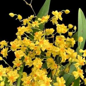May include: A close-up of a vibrant yellow orchid with small, delicate flowers and orange centers. The orchid has multiple stems with green leaves against a black background. The flowers are in full bloom.
