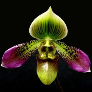 In Bud - Paphiopedilum Shirley Amundson (2” pot)