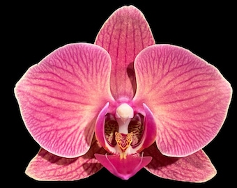 Double Spikes Phalaenopsis Golden Beth (3" pot)