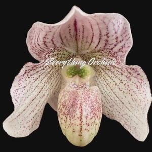 Paph. Angela (fairrieanum x niveum) (2” pot)